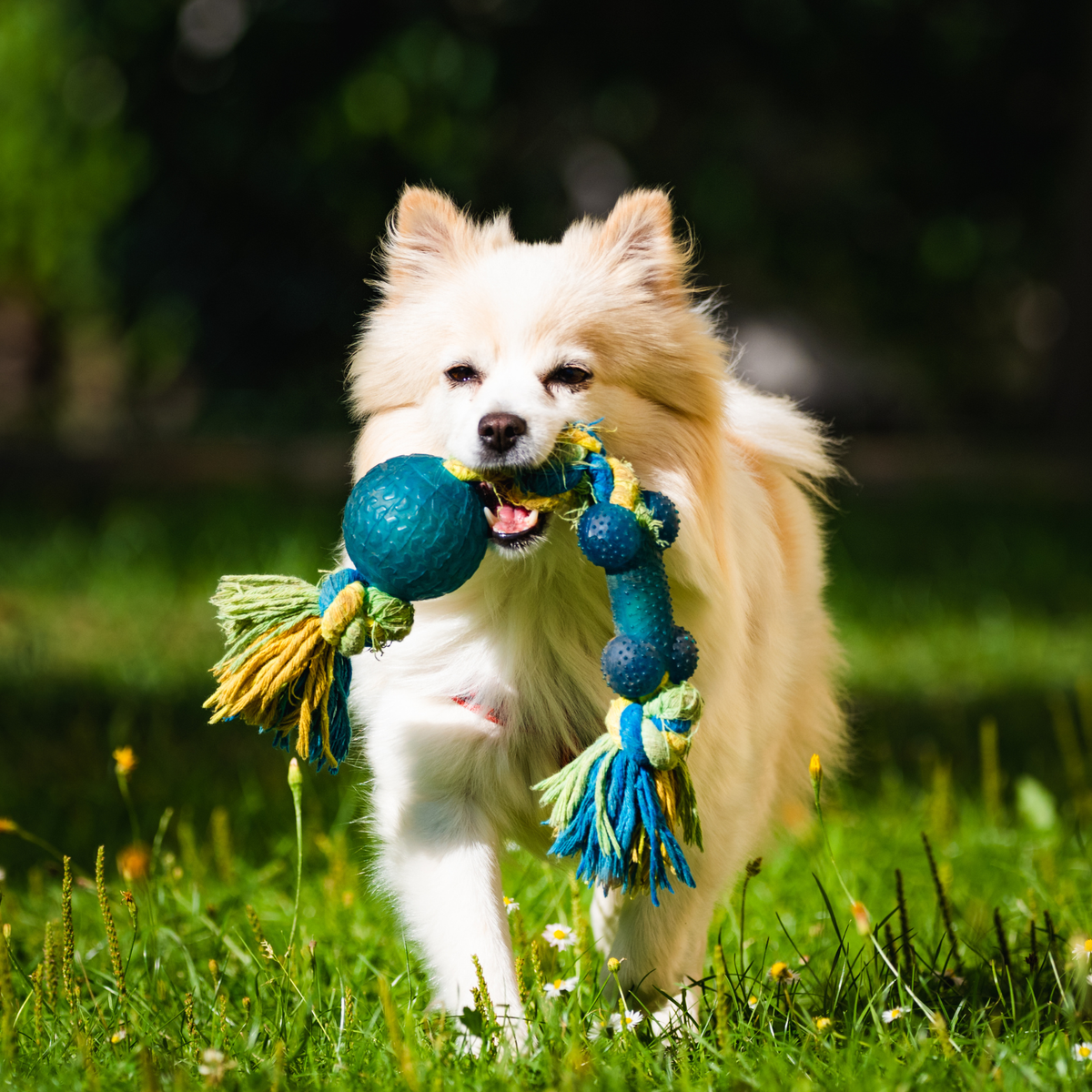 Trusted Quality. Tail-Wagging Approval.